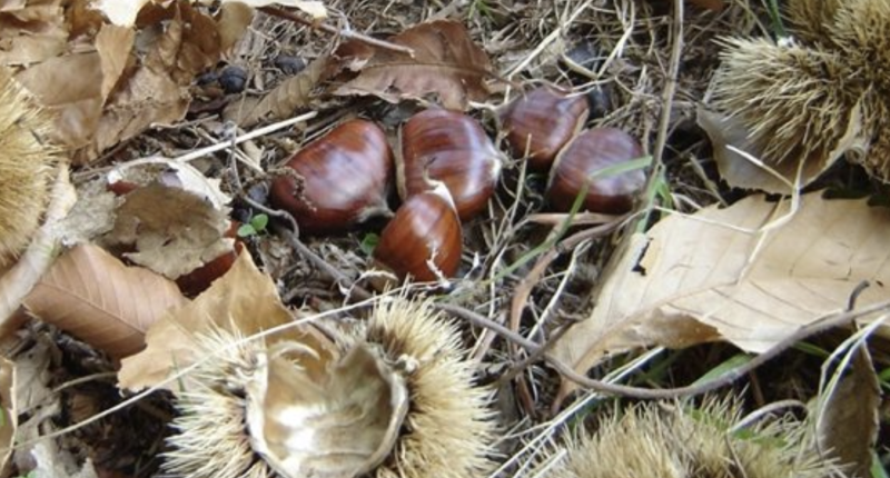 Sagra della Castagna
